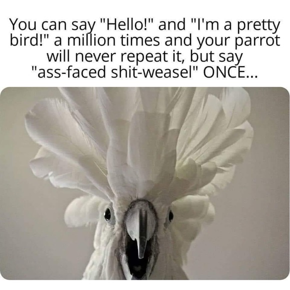 Meet your Posher, Tara - Picture 6 of 10